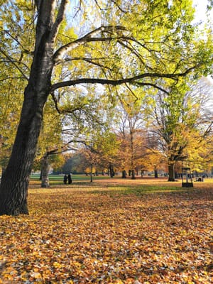 Autumn Colors in Berlin: A City in Gold